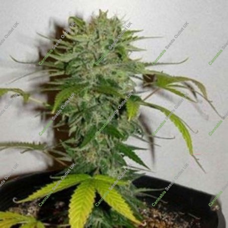 Cristal Limit Regular Marijuana Strain by KC Brains Seeds For Sale Online at Cannabis Seeds Outlet