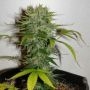 Cristal Limit Regular Marijuana Strain by KC Brains Seeds For Sale Online at Cannabis Seeds Outlet