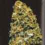 Cristal Paradise Regular Marijuana Strain by KC Brains Seeds For Sale Online at Cannabis Seeds Outlet