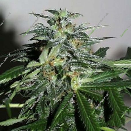 Cyber Cristal Regular Marijuana Strain by KC Brains Seeds For Sale Online at Cannabis Seeds Outlet