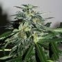 Cyber Cristal Regular Marijuana Strain by KC Brains Seeds For Sale Online at Cannabis Seeds Outlet