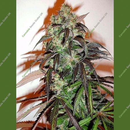 Danky Doodle Marijuana Strain by KC Brains Seeds For Sale Online at Cannabis Seeds Outlet