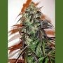 Danky Doodle Marijuana Strain by KC Brains Seeds For Sale Online at Cannabis Seeds Outlet
