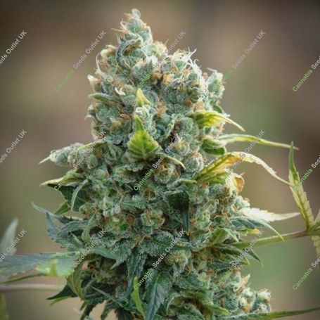 Diamond Queen Kush Auto Marijuana Strain by KC Brains Seeds For Sale Online at Cannabis Seeds Outlet