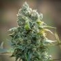 Diamond Queen Kush Auto Marijuana Strain by KC Brains Seeds For Sale Online at Cannabis Seeds Outlet
