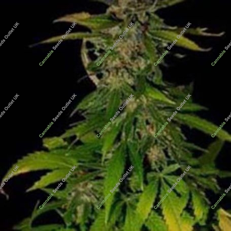 Double. D Feminized Marijuana Strain by KC Brains Seeds For Sale Online at Cannabis Seeds Outlet
