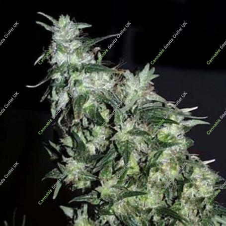 Haze Special Regular Marijuana Strain by KC Brains Seeds For Sale Online at Cannabis Seeds Outlet