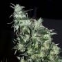 Haze Special Regular Marijuana Strain by KC Brains Seeds For Sale Online at Cannabis Seeds Outlet