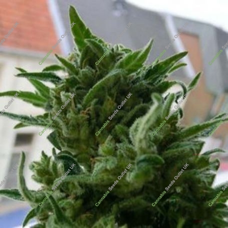KC33 Regular Marijuana Strain by KC Brains Seeds For Sale Online at Cannabis Seeds Outlet