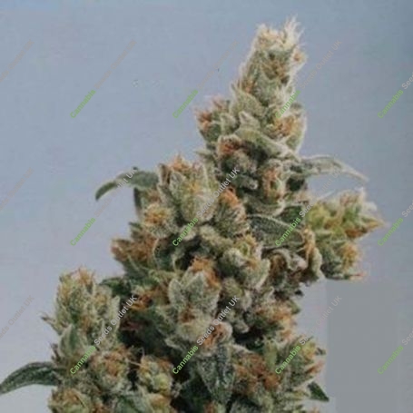 KC36 Regular Marijuana Strain by KC Brains Seeds For Sale Online at Cannabis Seeds Outlet