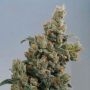 KC36 Regular Marijuana Strain by KC Brains Seeds For Sale Online at Cannabis Seeds Outlet