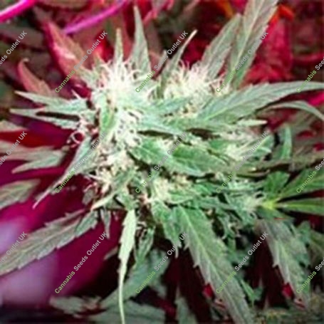KC39 Regular Marijuana Strain by KC Brains Seeds For Sale Online at Cannabis Seeds Outlet