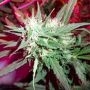 KC39 Regular Marijuana Strain by KC Brains Seeds For Sale Online at Cannabis Seeds Outlet