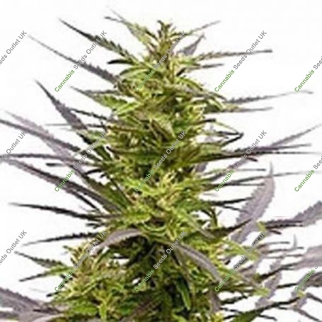 KC42 Regular Marijuana Strain by KC Brains Seeds For Sale Online at Cannabis Seeds Outlet