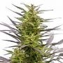 KC42 Regular Marijuana Strain by KC Brains Seeds For Sale Online at Cannabis Seeds Outlet