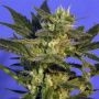 KC45 Auto Regular Marijuana Strain by KC Brains Seeds For Sale Online at Cannabis Seeds Outlet