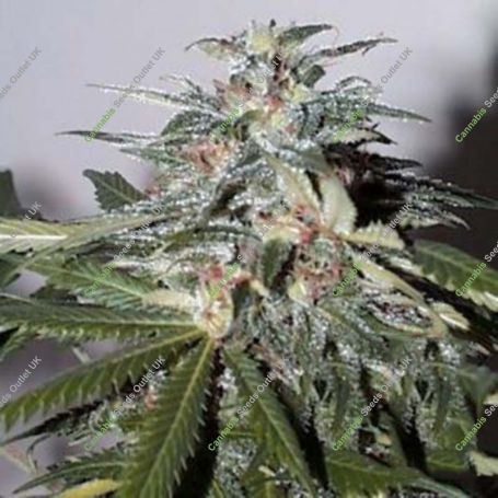 KC51 Automatic Feminized Marijuana Strain by KC Brains Seeds For Sale Online at Cannabis Seeds Outlet
