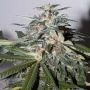 KC51 Automatic Feminized Marijuana Strain by KC Brains Seeds For Sale Online at Cannabis Seeds Outlet