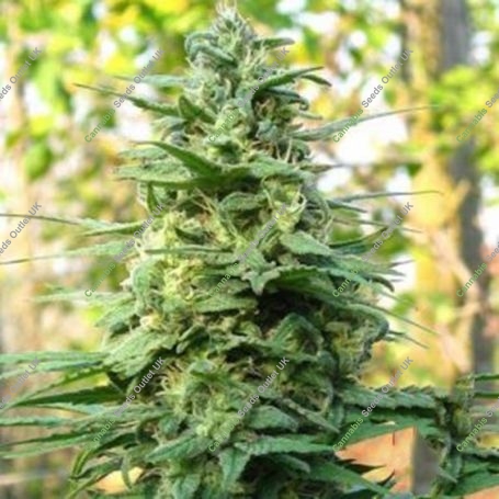 Leda Uno Regular Marijuana Strain by KC Brains Seeds For Sale Online at Cannabis Seeds Outlet