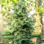 Leda Uno Regular Marijuana Strain by KC Brains Seeds For Sale Online at Cannabis Seeds Outlet