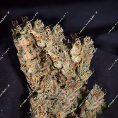 Lemon Sherbet Auto Feminized Marijuana Strain by KC Brains Seeds For Sale Online at Cannabis Seeds Outlet