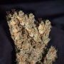 Lemon Sherbet Auto Feminized Marijuana Strain by KC Brains Seeds For Sale Online at Cannabis Seeds Outlet