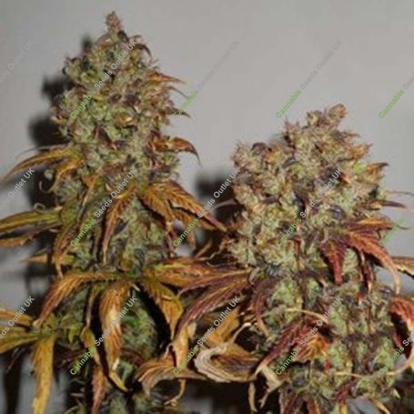 Mango Regular Marijuana Strain by KC Brains Seeds For Sale Online at Cannabis Seeds Outlet