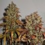 Mango Regular Marijuana Strain by KC Brains Seeds For Sale Online at Cannabis Seeds Outlet