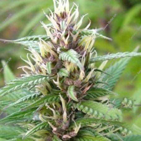 Mind Bender Regular Marijuana Strain by KC Brains Seeds For Sale Online at Cannabis Seeds Outlet