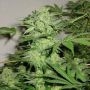 Northern Light Special Regular Marijuana Strain by KC Brains Seeds For Sale Online at Cannabis Seeds Outlet