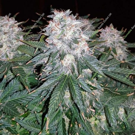 Space Mango Auto Feminized Marijuana Strain by KC Brains Seeds For Sale Online at Cannabis Seeds Outlet