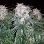 Space Mango Auto Feminized Marijuana Strain by KC Brains Seeds For Sale Online at Cannabis Seeds Outlet