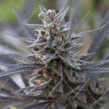 Spontanica Regular Marijuana Strain by KC Brains Seeds For Sale Online at Cannabis Seeds Outlet