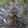Spontanica Regular Marijuana Strain by KC Brains Seeds For Sale Online at Cannabis Seeds Outlet