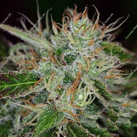Sweet Dreams Regular Marijuana Strain by KC Brains Seeds For Sale Online at Cannabis Seeds Outlet