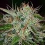 Sweet Dreams Regular Marijuana Strain by KC Brains Seeds For Sale Online at Cannabis Seeds Outlet