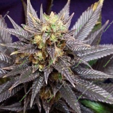 Swiss-xT Regular Marijuana Strain by KC Brains Seeds For Sale Online at Cannabis Seeds Outlet