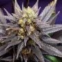 Swiss-xT Regular Marijuana Strain by KC Brains Seeds For Sale Online at Cannabis Seeds Outlet