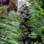 TNR Regular Marijuana Strain by KC Brains Seeds For Sale Online at Cannabis Seeds Outlet