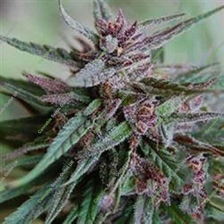 White KC Regular Marijuana Strain by KC Brains Seeds For Sale Online at Cannabis Seeds Outlet