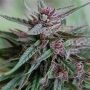 White KC Regular Marijuana Strain by KC Brains Seeds For Sale Online at Cannabis Seeds Outlet