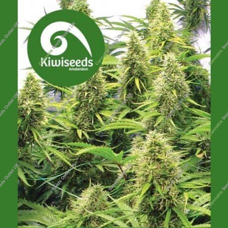 2 Pounder Regular Marijuana Strain by Kiwi Seeds For Sale Online at Cannabis Seeds Outlet