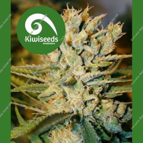 Alegria Regular Marijuana Strain by Kiwi Seeds For Sale Online at Cannabis Seeds Outlet