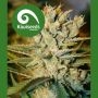 Alegria Regular Marijuana Strain by Kiwi Seeds For Sale Online at Cannabis Seeds Outlet