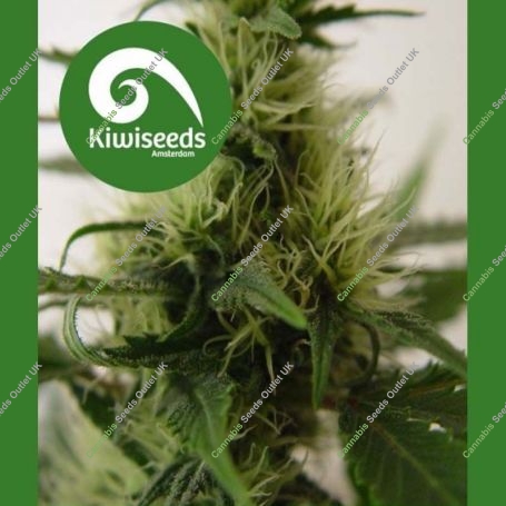 Daddys Girl Regular Marijuana Strain by Kiwi Seeds For Sale Online at Cannabis Seeds Outlet