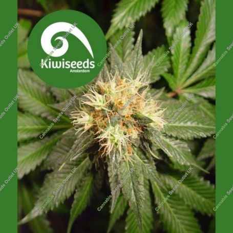 Hindu Kush Regular Marijuana Strain by Kiwi Seeds For Sale Online at Cannabis Seeds Outlet