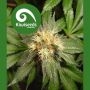 Hindu Kush Regular Marijuana Strain by Kiwi Seeds For Sale Online at Cannabis Seeds Outlet
