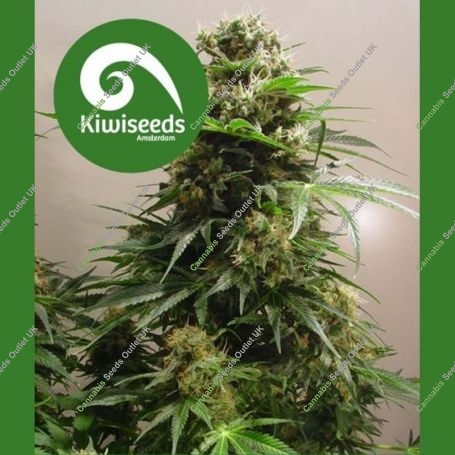 Kiwiskunk Regular Marijuana Strain by Kiwi Seeds For Sale Online at Cannabis Seeds Outlet