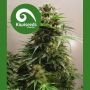 Kiwiskunk Regular Marijuana Strain by Kiwi Seeds For Sale Online at Cannabis Seeds Outlet