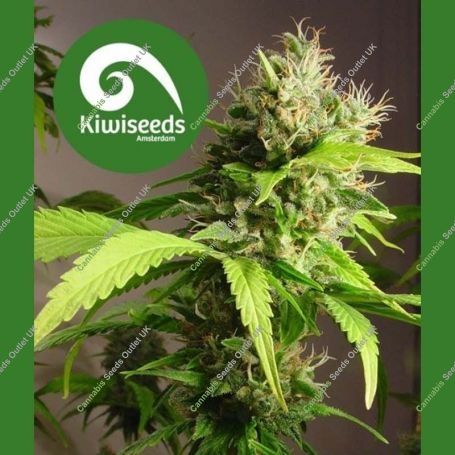 Mako Haze Regular Marijuana Strain by Kiwi Seeds For Sale Online at Cannabis Seeds Outlet